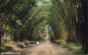Bamboo Avenue early coloured postcard
